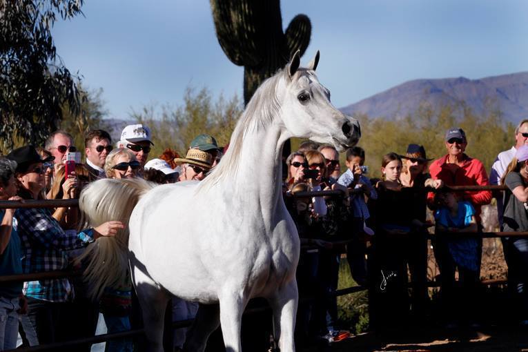 2013/2014 Arabhorse Farm Tours