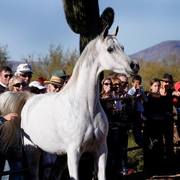 2013/2014 Arabhorse Farm Tours