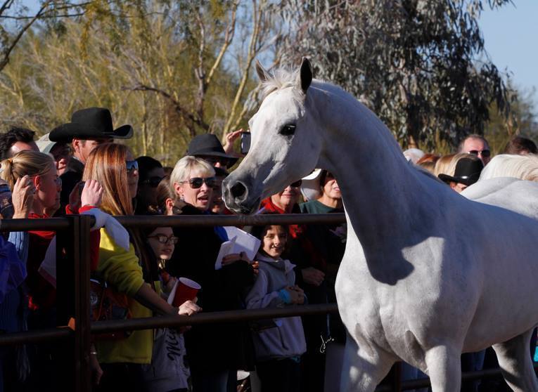 2013/2014 Arabhorse Farm Tours