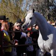 2013/2014 Arabhorse Farm Tours