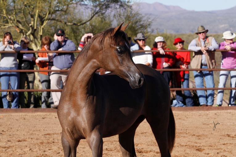 2013/2014 Arabhorse Farm Tours
