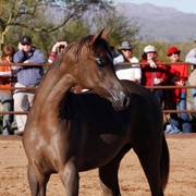 2013/2014 Arabhorse Farm Tours