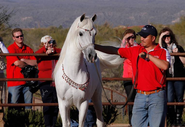 2013/2014 Arabhorse Farm Tours