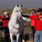 2013/2014 Arabhorse Farm Tours