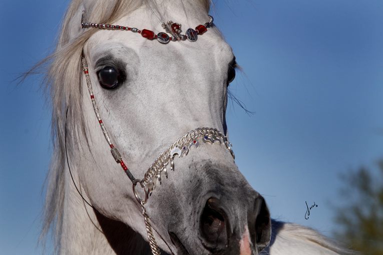 2013/2014 Arabhorse Farm Tours