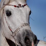 2013/2014 Arabhorse Farm Tours