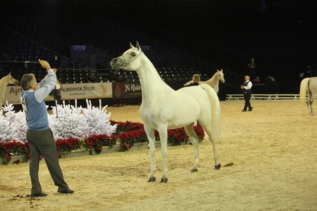 2010 Salon Du Cheval - World Championships Results