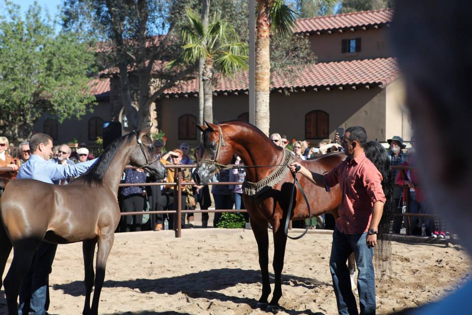 2013/2014 Arabhorse Farm Tours