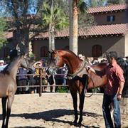 2013/2014 Arabhorse Farm Tours
