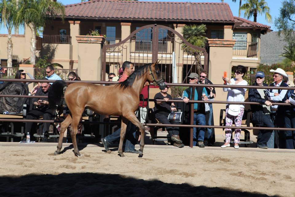 2013/2014 Arabhorse Farm Tours