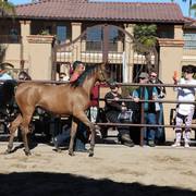 2013/2014 Arabhorse Farm Tours