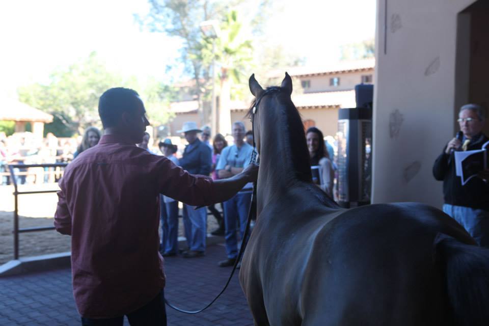 2013/2014 Arabhorse Farm Tours