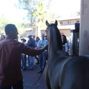2013/2014 Arabhorse Farm Tours