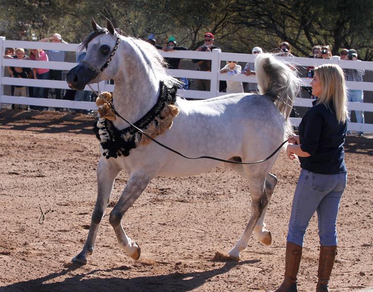 2013/2014 Arabhorse Farm Tours