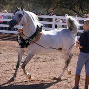2013/2014 Arabhorse Farm Tours