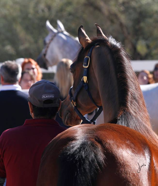 2013/2014 Arabhorse Farm Tours