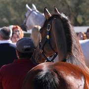 2013/2014 Arabhorse Farm Tours