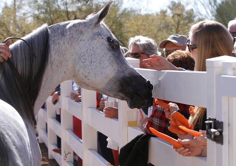 2013/2014 Arabhorse Farm Tours