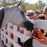 2013/2014 Arabhorse Farm Tours