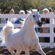 2013/2014 Arabhorse Farm Tours