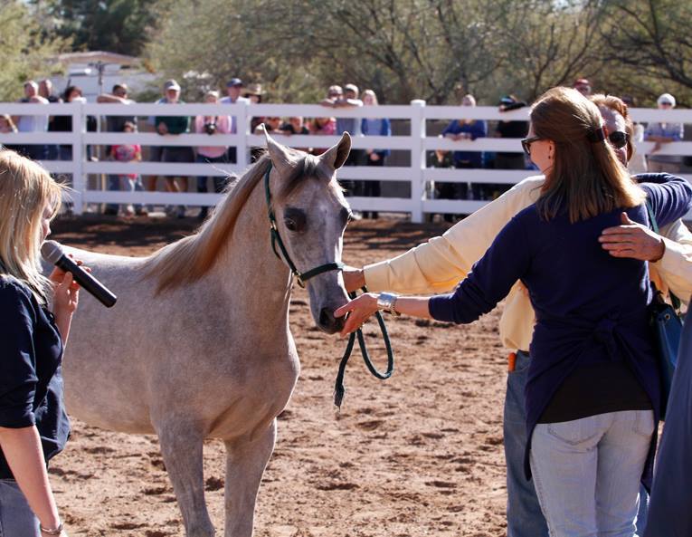 2013/2014 Arabhorse Farm Tours
