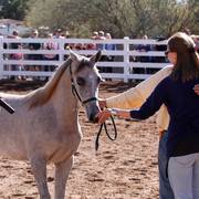 2013/2014 Arabhorse Farm Tours
