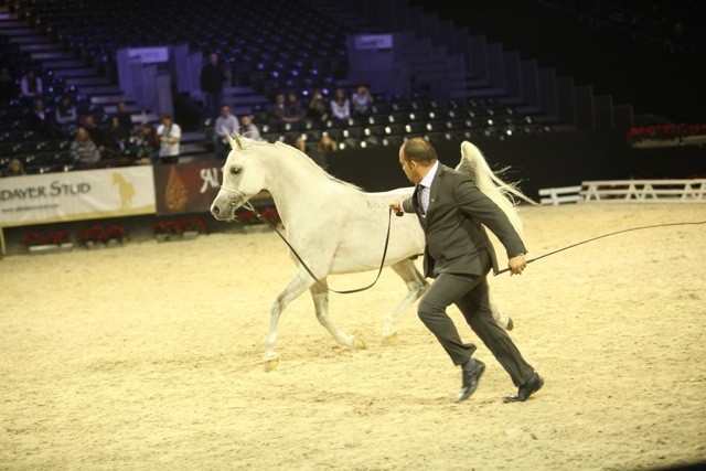2010 Salon Du Cheval - World Championships Results