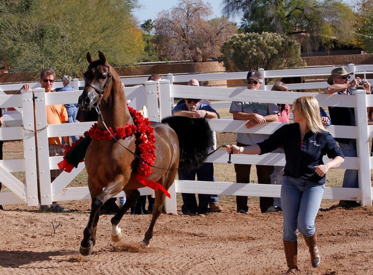 2013/2014 Arabhorse Farm Tours