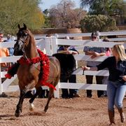 2013/2014 Arabhorse Farm Tours