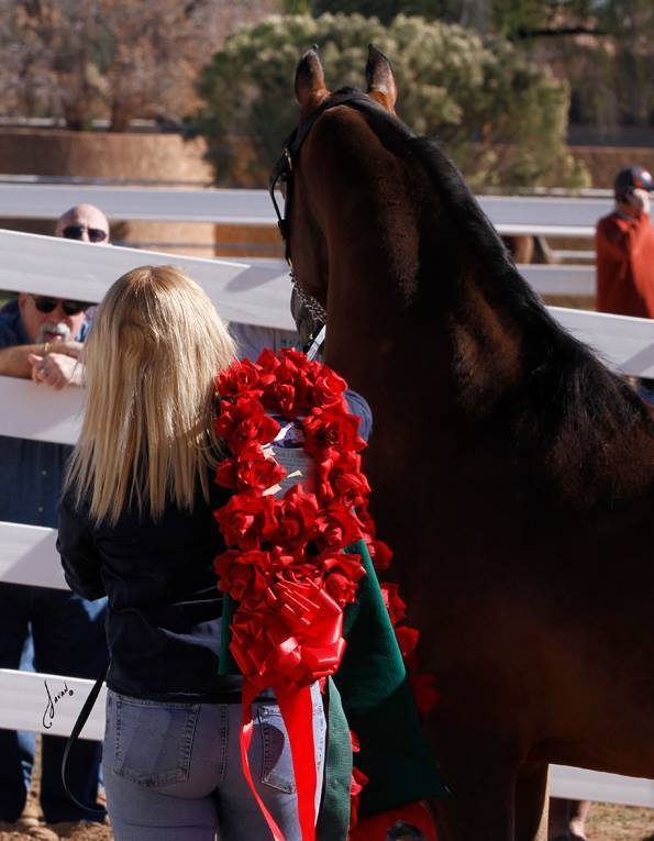 2013/2014 Arabhorse Farm Tours