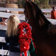 2013/2014 Arabhorse Farm Tours