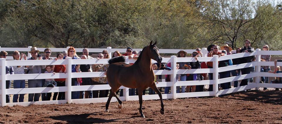 2013/2014 Arabhorse Farm Tours