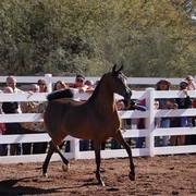 2013/2014 Arabhorse Farm Tours