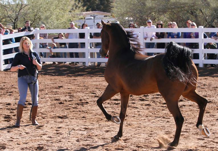 2013/2014 Arabhorse Farm Tours