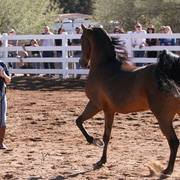 2013/2014 Arabhorse Farm Tours