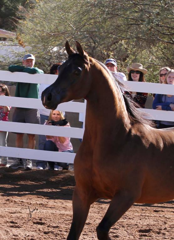 2013/2014 Arabhorse Farm Tours