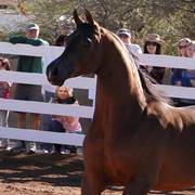 2013/2014 Arabhorse Farm Tours