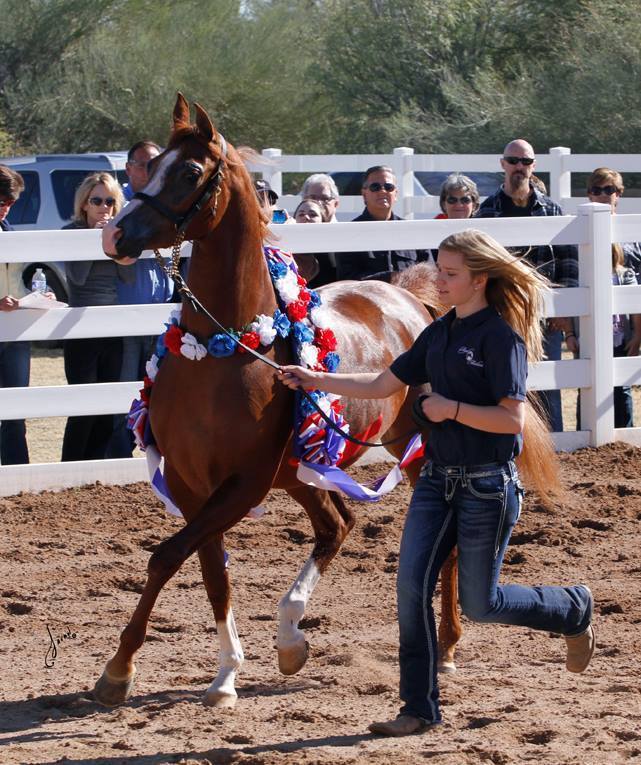 2013/2014 Arabhorse Farm Tours