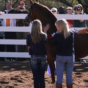 2013/2014 Arabhorse Farm Tours