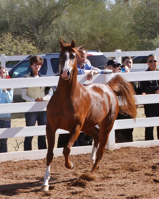 2013/2014 Arabhorse Farm Tours