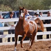 2013/2014 Arabhorse Farm Tours