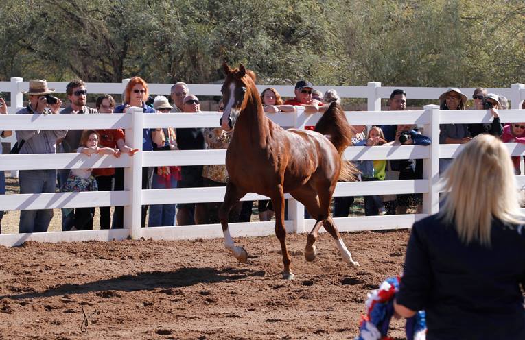 2013/2014 Arabhorse Farm Tours