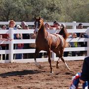 2013/2014 Arabhorse Farm Tours