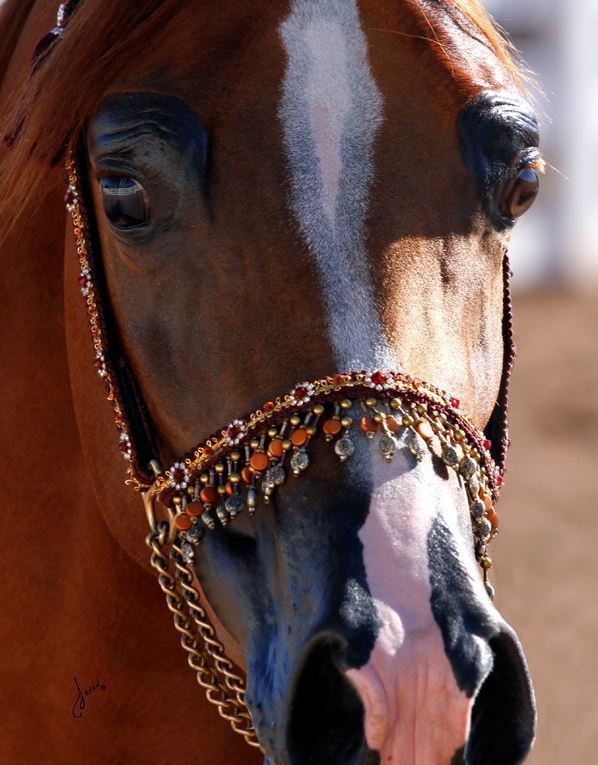 2013/2014 Arabhorse Farm Tours