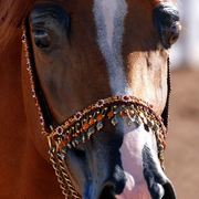 2013/2014 Arabhorse Farm Tours