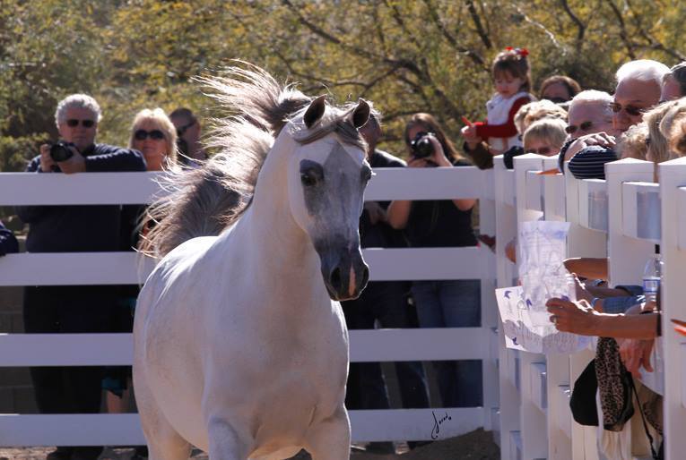 2013/2014 Arabhorse Farm Tours