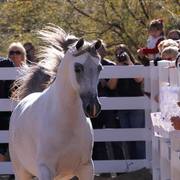 2013/2014 Arabhorse Farm Tours
