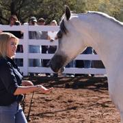 2013/2014 Arabhorse Farm Tours