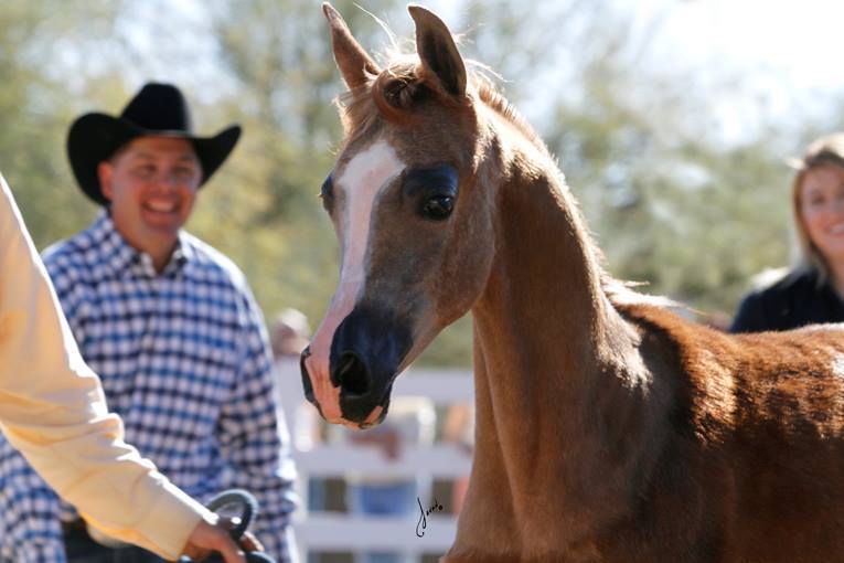 2013/2014 Arabhorse Farm Tours