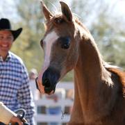 2013/2014 Arabhorse Farm Tours